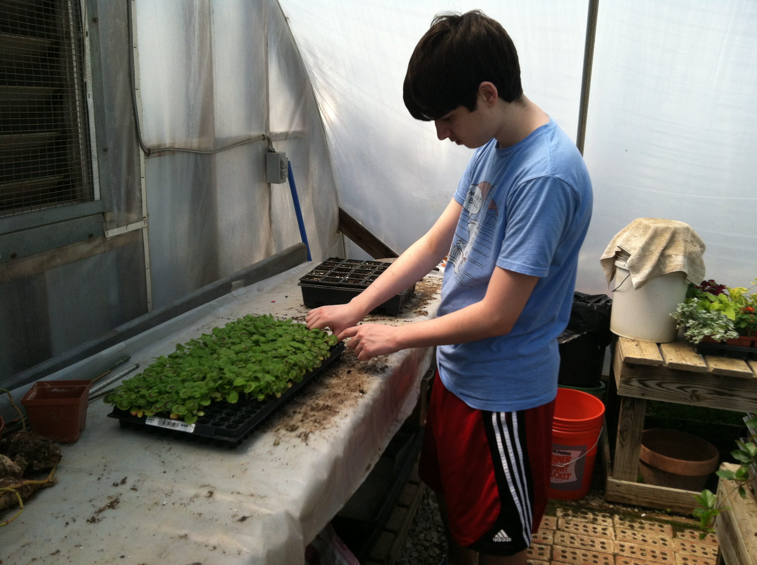 Volunteering at Greenhouse by transplanting seedlings