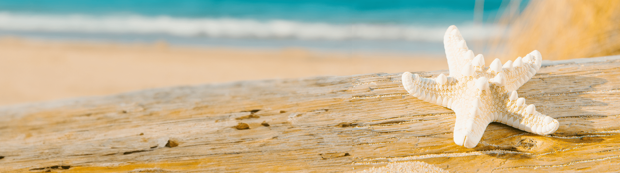 starfish on a tree trunk on the beach